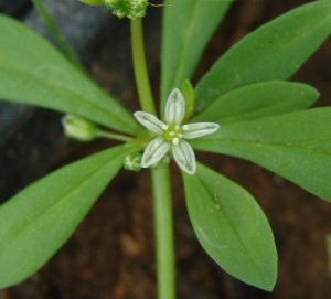 粟米草的花