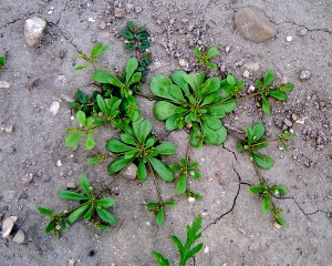 粟米草植物