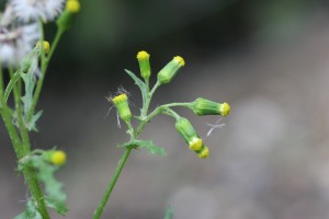 常见的千里光属植物花的头