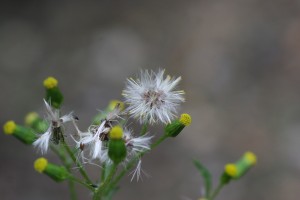 常见的千里光属植物成熟seedhead