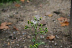 常见的千里光seedhead