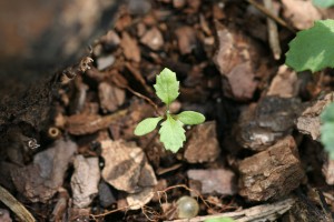 常见的千里光属植物幼苗