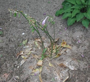 枯死的玉簪属草本植物感染疫病南部