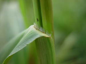 秋天黍小舌