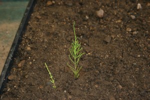 野马尾植物茎