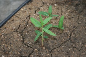 麻夹竹桃植物