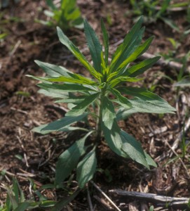 Horseweed植物