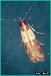 Indian meal moth Adult