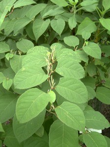 日本紫菀叶和花