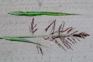 Johnsongrass seedhead