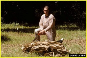 Pest specialist with Large Yellow Jacket Nest