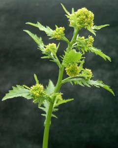 沼泽黄芥花