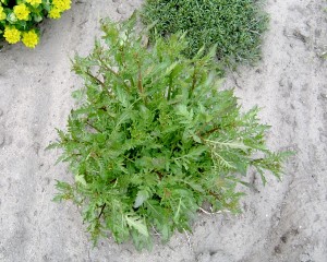 沼泽黄芥植物