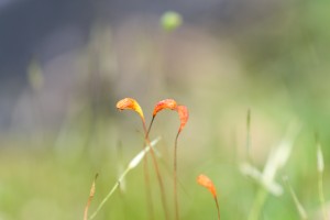 苔藓胶囊