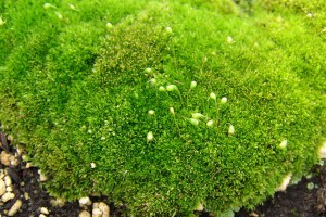 苔藓植物