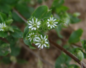 鼠尾草花和果实