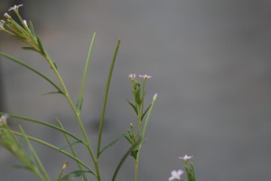 北方柳树开花结果