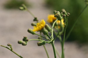 多年生蓟花