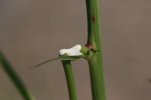 多年生蓟乳白色汁液