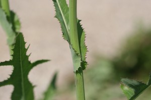 多年生苦蓟上部叶