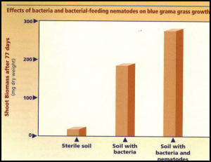 图表展示改进增长蓝色格兰马草的草地的细菌和bacterial-feeding无菌土壤线虫相比。