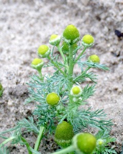 菠萝野草花