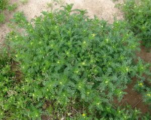 菠萝杂草植物