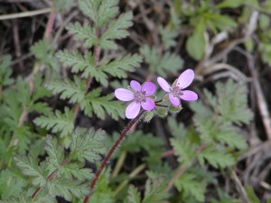 Redstem filaree鲜花和水果