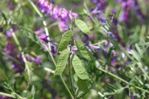 Vetch pod