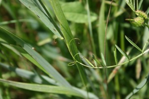 Vetch tendril