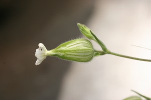 白色剪秋罗属植物花侧视图