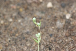 野生荞麦花