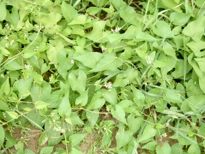 野生荞麦叶和花