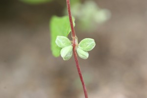 野生荞麦果