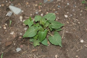 野生荞麦植物