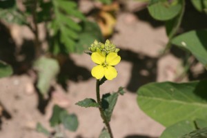 野生芥菜花