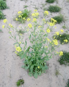 野生芥菜植物