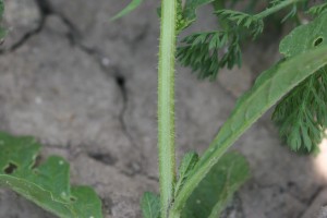 野生芥菜茎