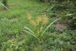 黄色nutsedge seedhead