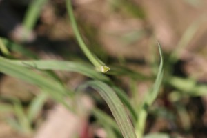 黄色nutsedge茎