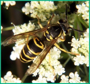 Yellowjacket on flowering plant