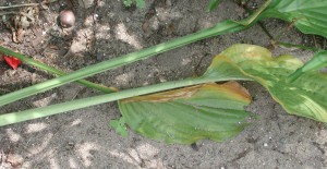 泛黄的玉簪属草本植物枝叶感染疫病南部