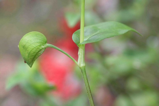 亚洲(普通)日花植物基部鞘