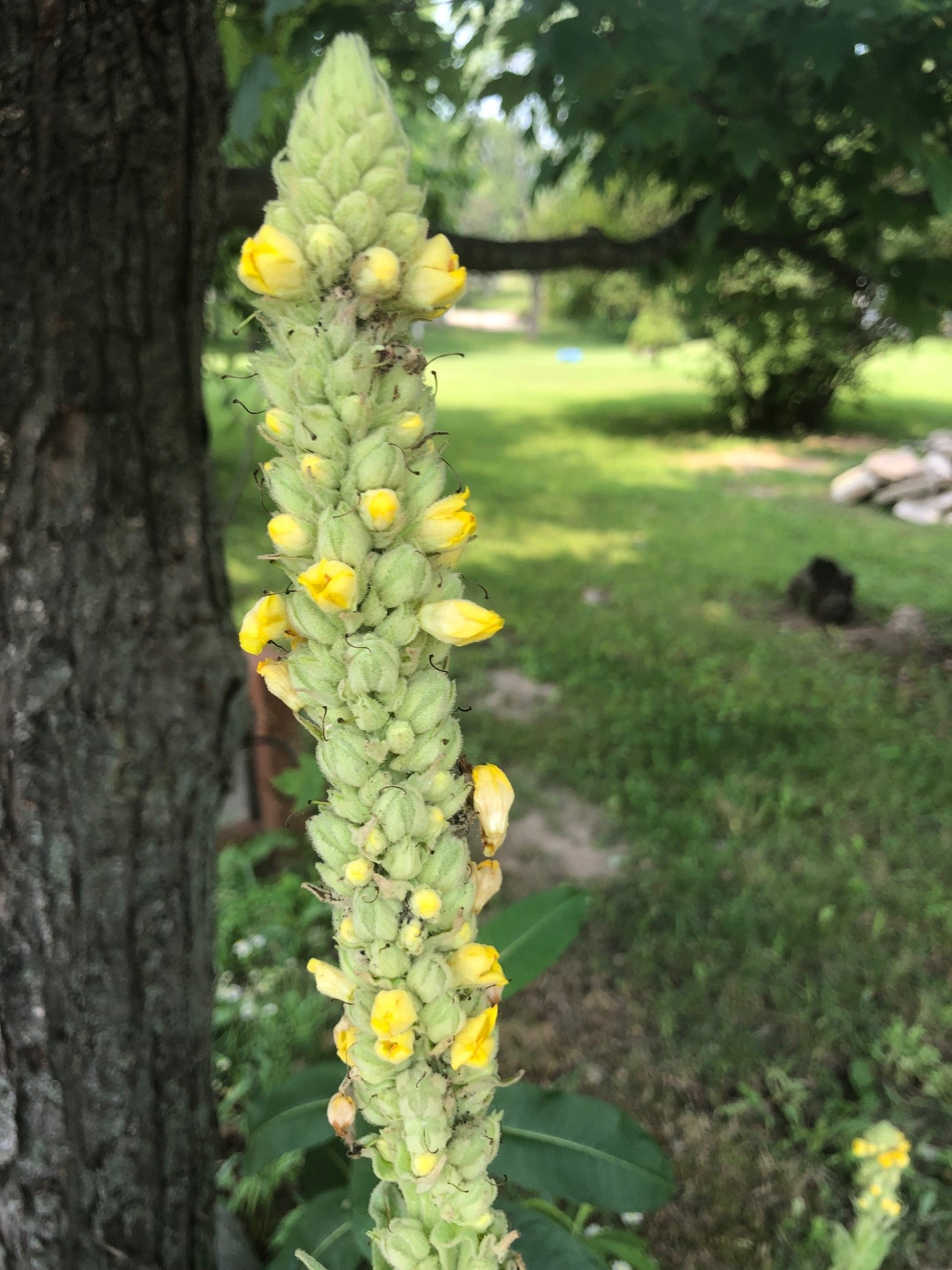 常见的米ullein flower