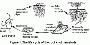 根结线虫的生命周期