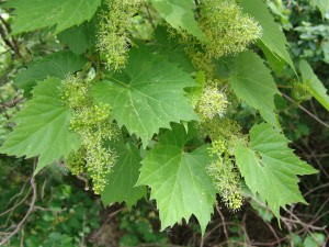 wild_grape_flowers - 300 x225