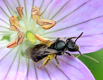 天竺葵上的本地蜜蜂