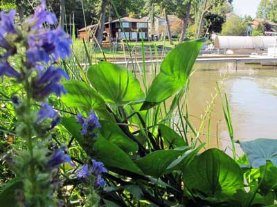 花在湖边