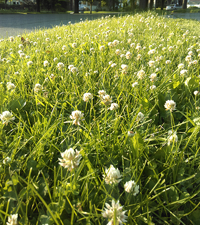 草坪上的白三叶草