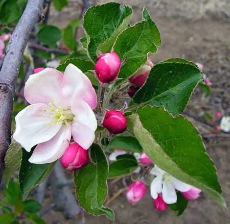 苹果花丛的王花已经开了，但旁边的花还没有开。国王花在春天苹果花蕾发育的各个阶段都更容易受到冻伤，通常是集群中第一个被冻死的花。图片来源:MSU Extension的Mark Longstroth